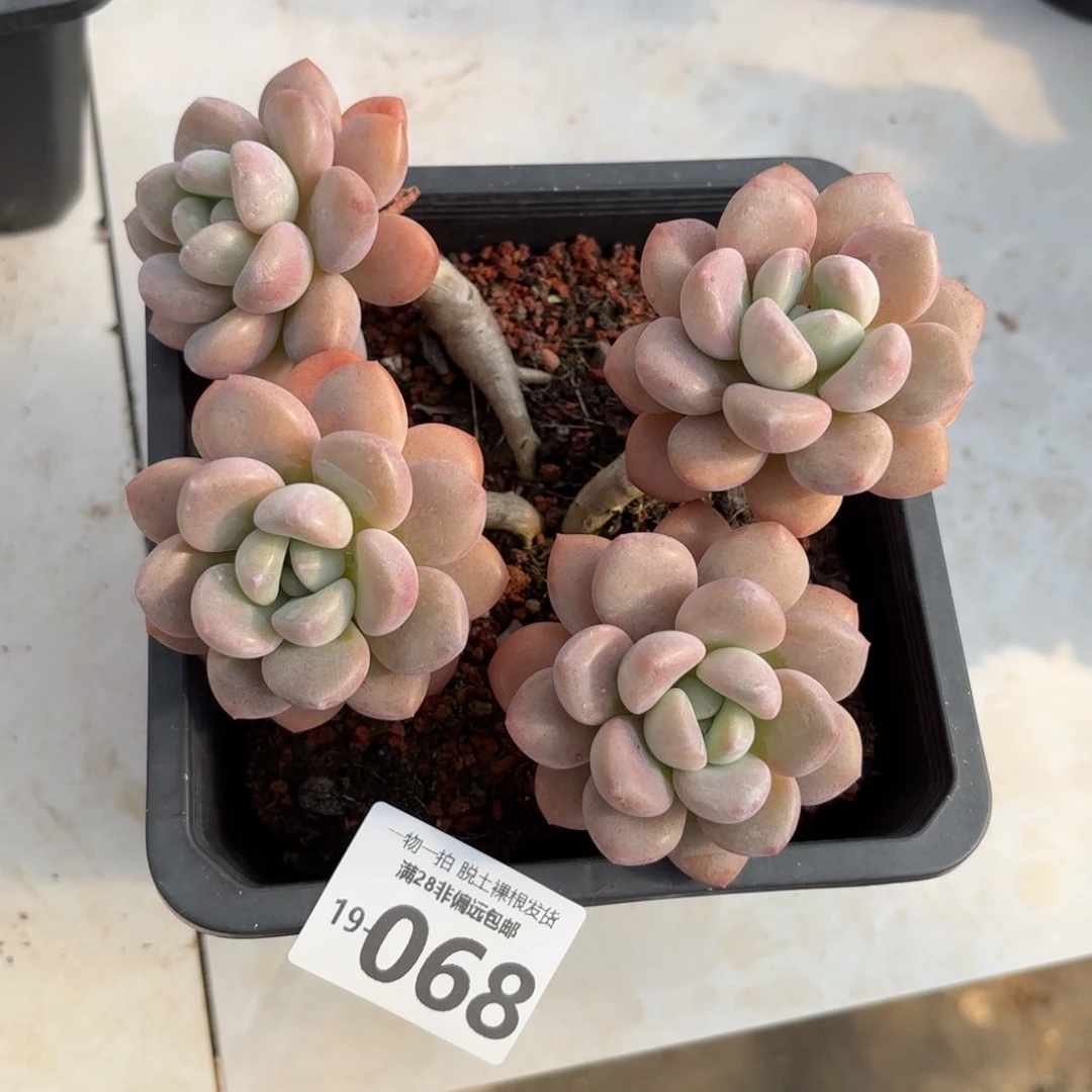 白露老桩多肉多肉