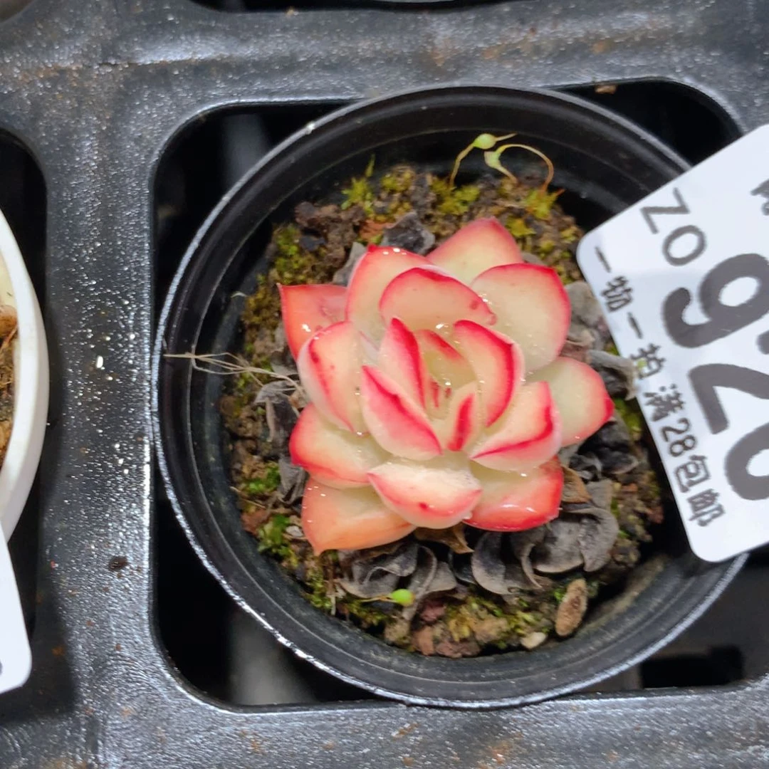 5CM拇指盆精控多肉ZO926