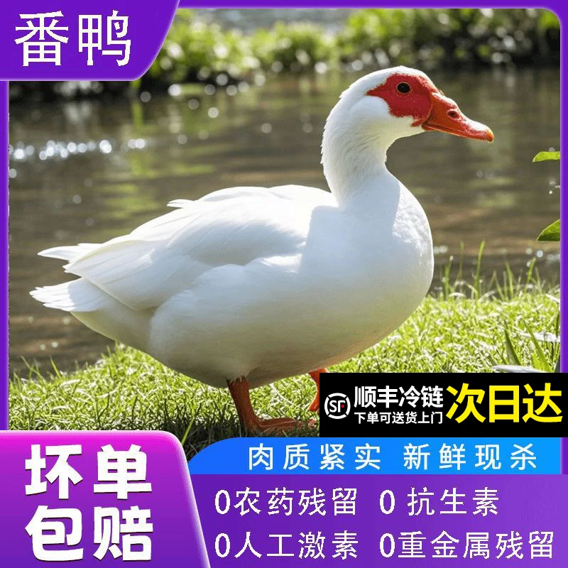 【千单零差评】单只五斤红脸番鸭农村散养土番鸭鲜嫩多汁宰杀净膛发货五谷喂养手工拔毛顺丰包邮次日达烧烤食材
