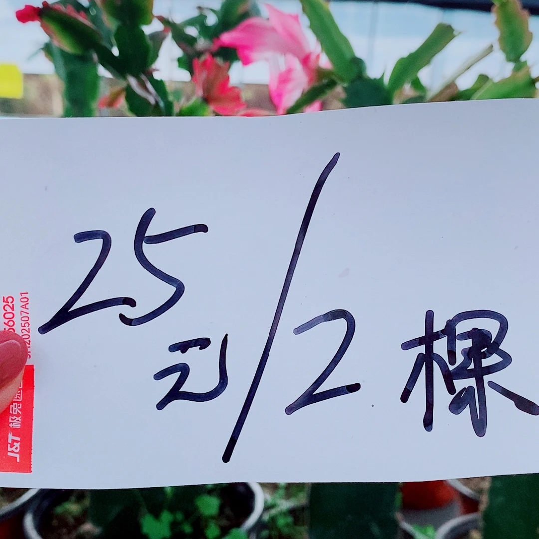 完全开放火龙果嫁接蟹爪兰福利拍一发二