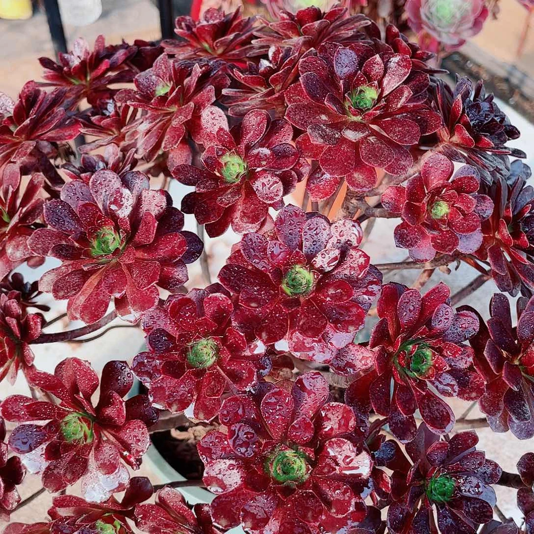 精品嘿真珍珠一颗60