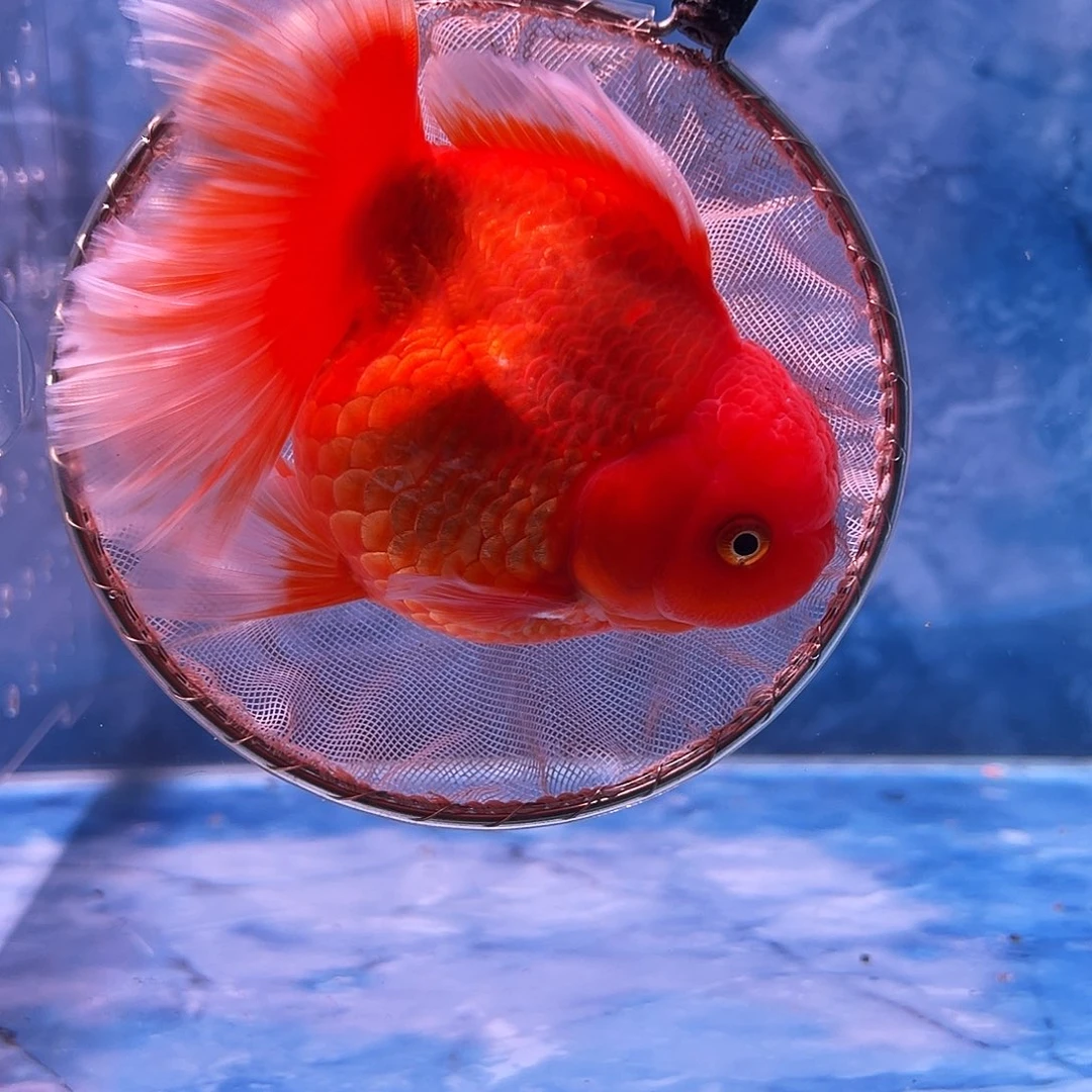 金鱼百褶泰狮冷水金鱼