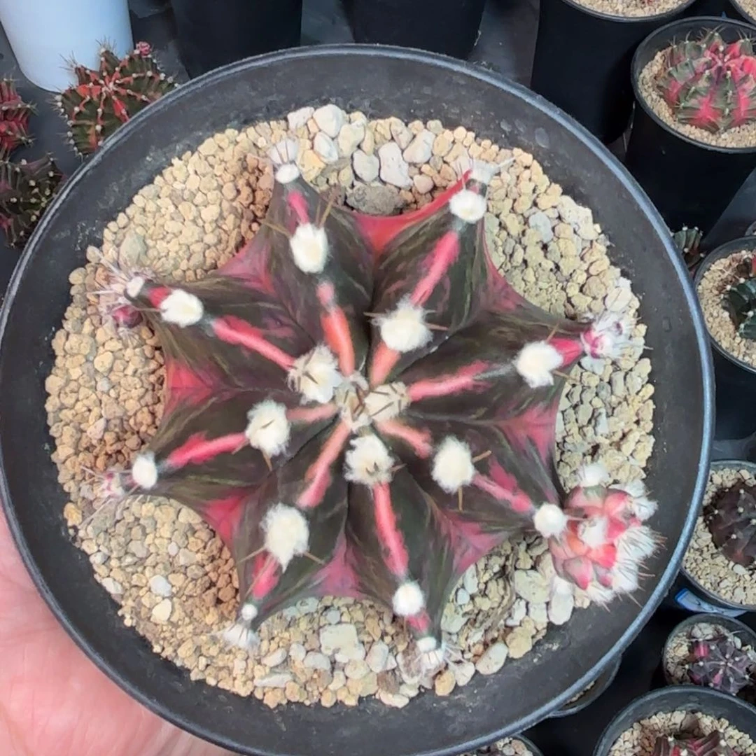 泰系米哈仙人球母本609