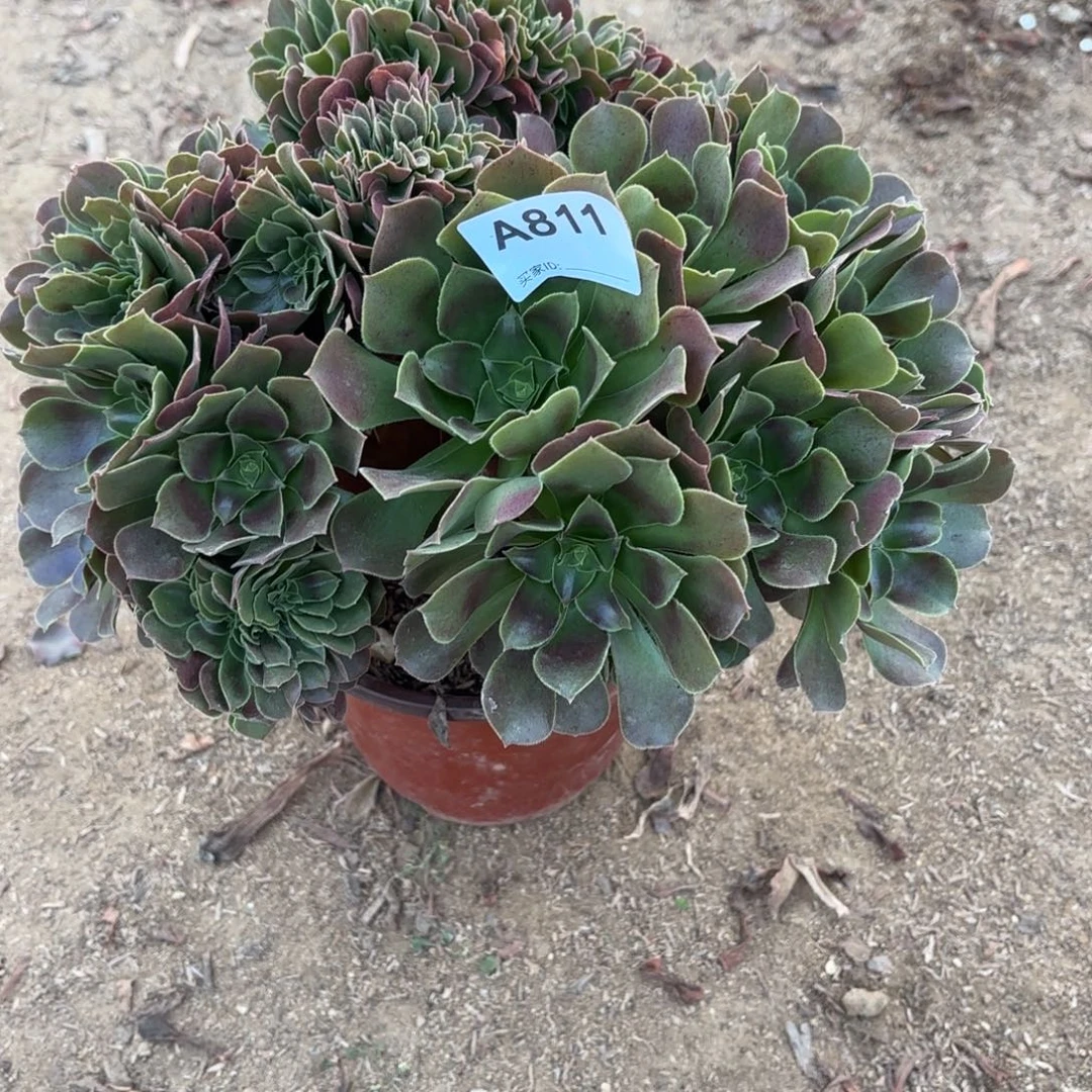 玫瑰缀断枝不包811