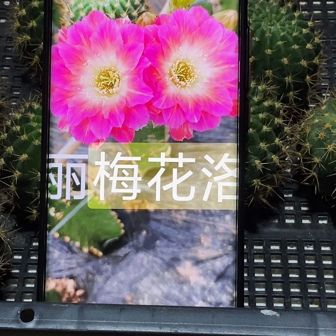 丽 梅花落侧芽歪20包邮/5公分
