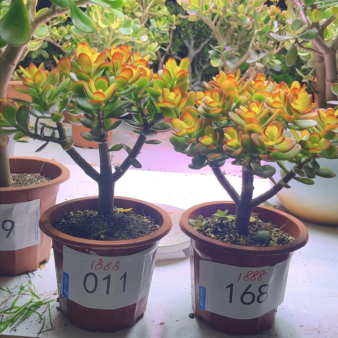 小号姬红糖果老桩1888
