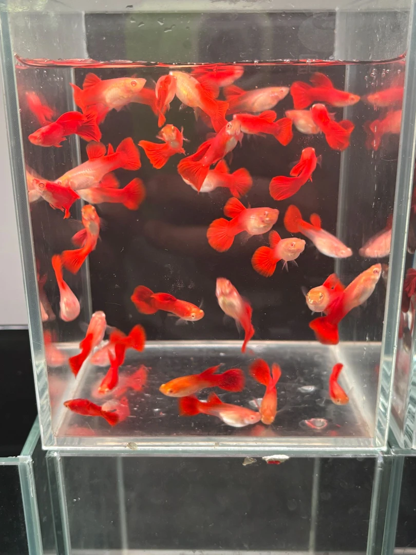 纯种精品F1大背血红种鱼孔雀鱼