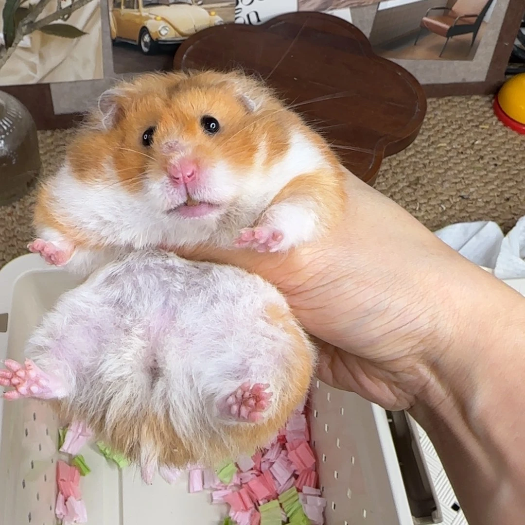 锈色妹妹150g6个月