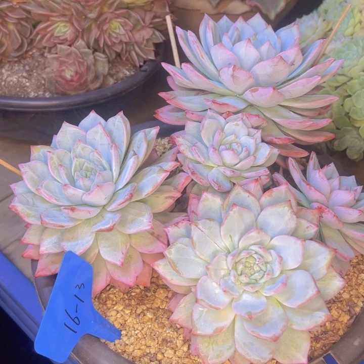 楊***婕16-13//////////////////