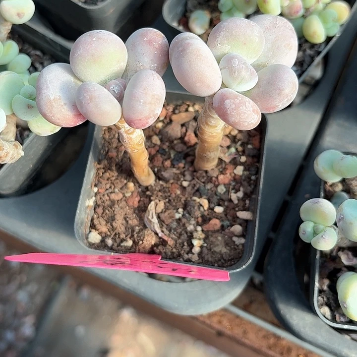 谁****堡新潮，c b h g 199