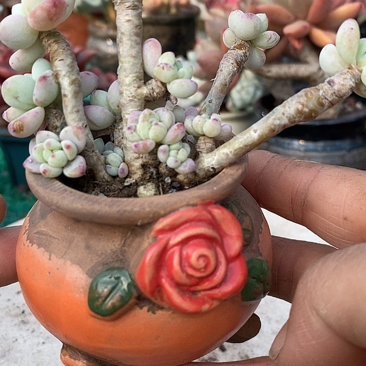 劳尔整装无砍小老桩