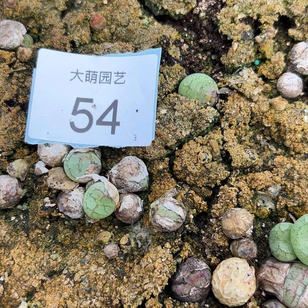 000054量拍园艺悟空猴3颗