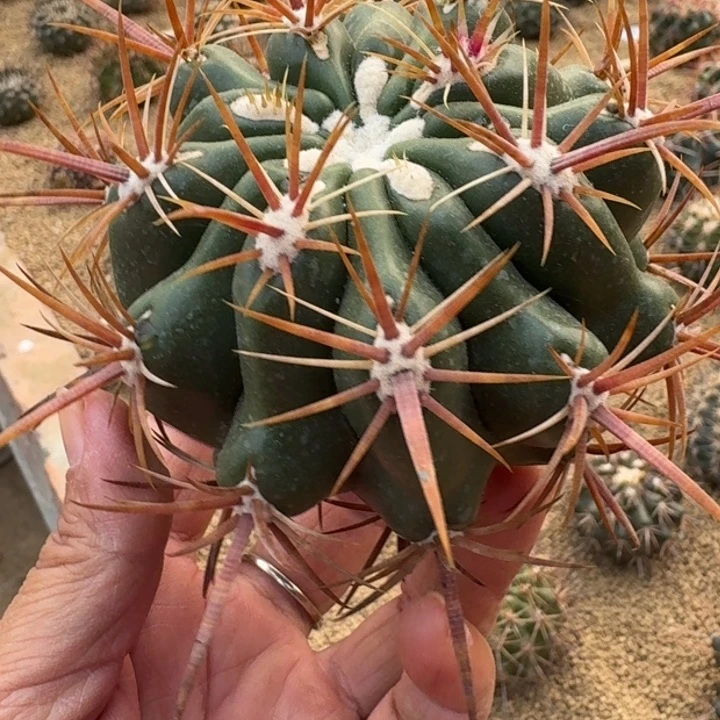 仙人球，龙眼，有根