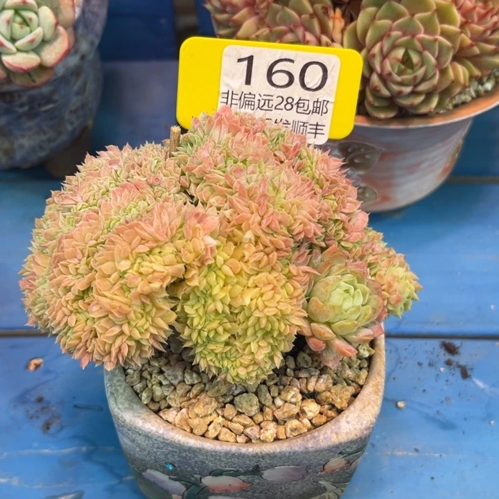 大160；gcbcvcvvbbb