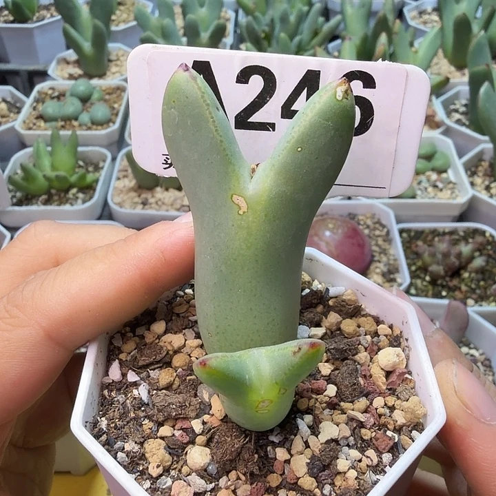 246。满38包邮肉锥