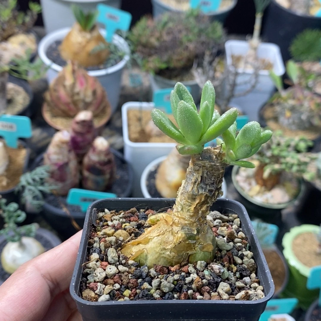 蔓锦产地多肉植物