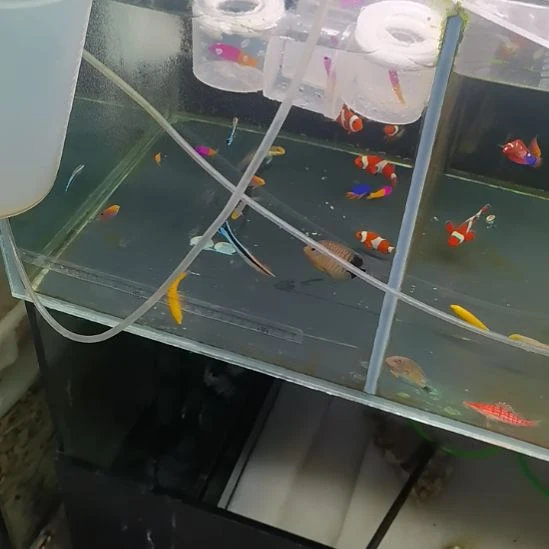 双色草莓，飘飘各一条