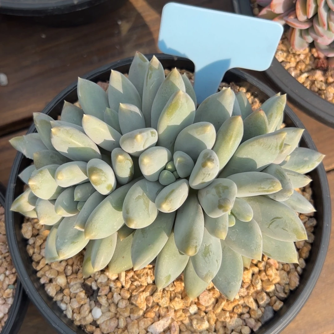 哥特1111111111%11111