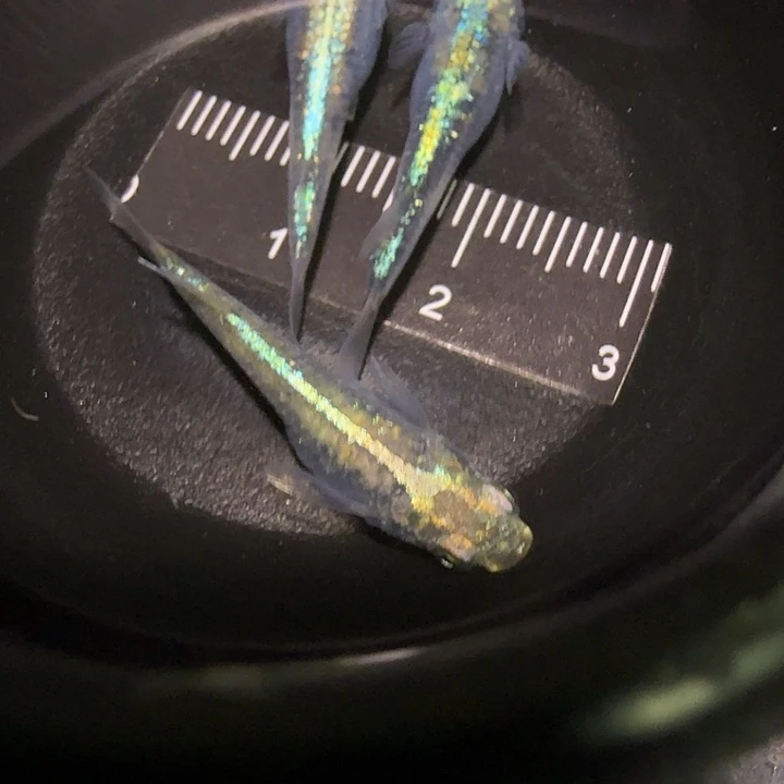 青鳉鱼一物一拍675
