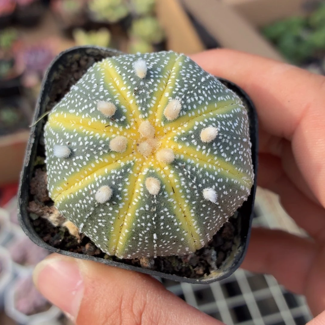 星兜锦多肉9.9包邮发货