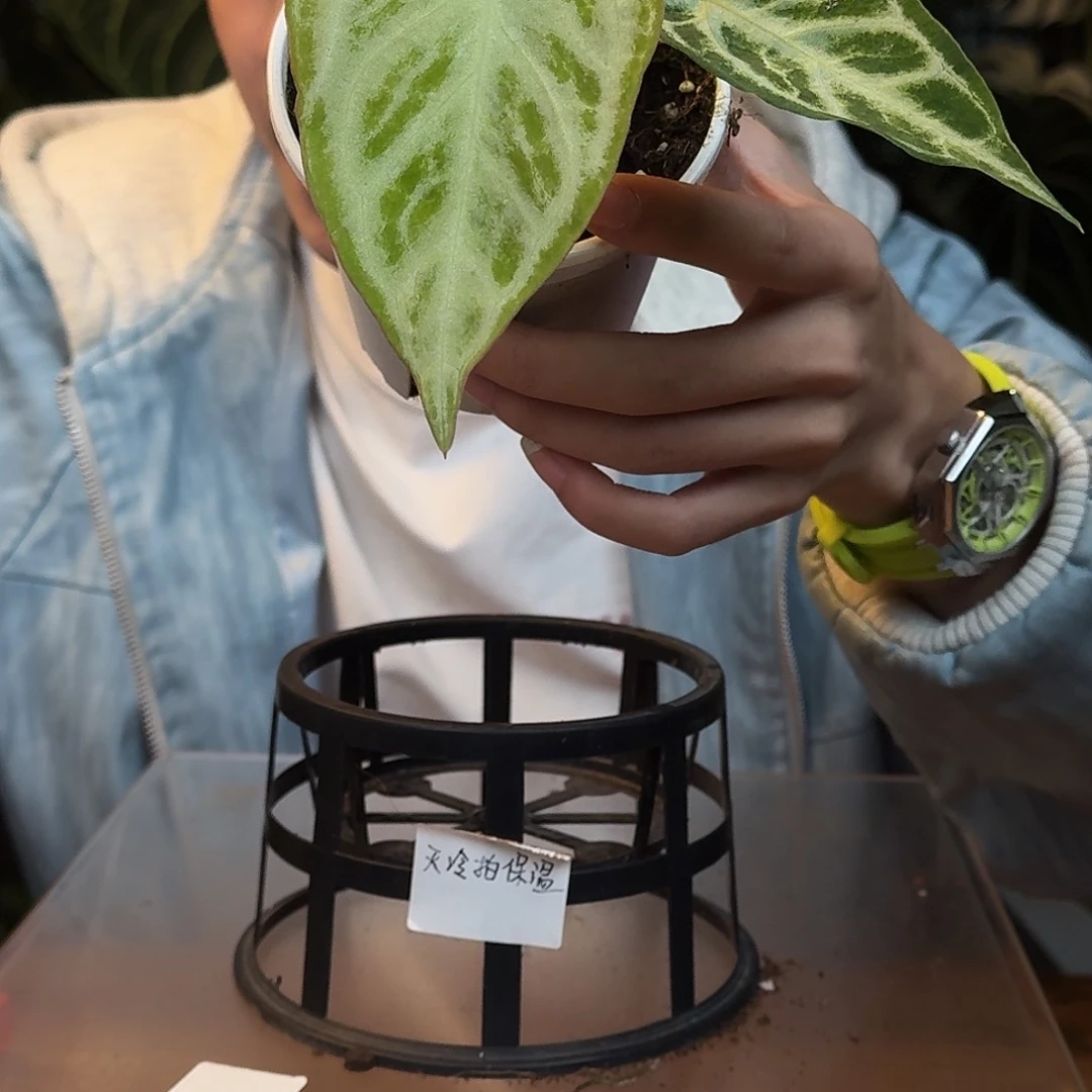 完全开放W173白月光