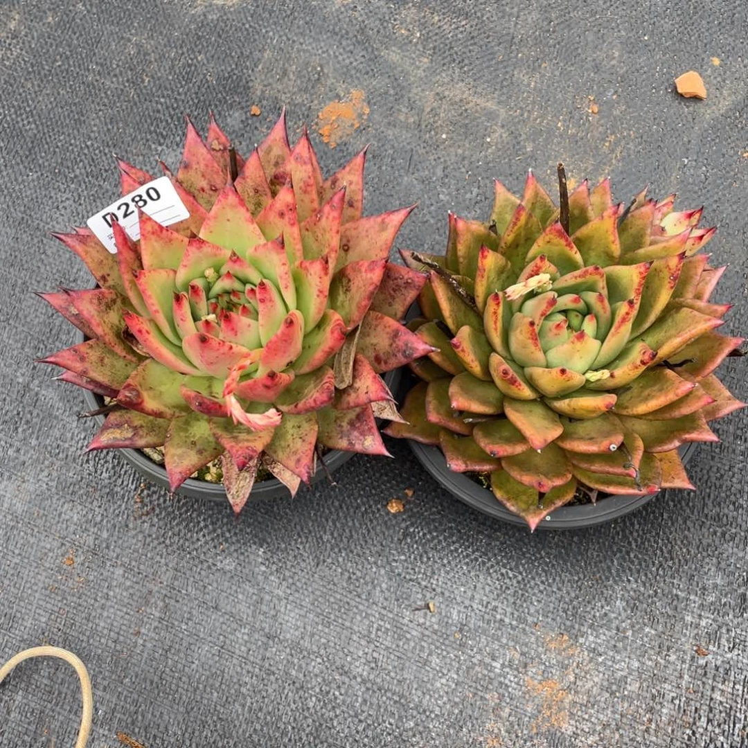 无花朵若如东云组拍D280