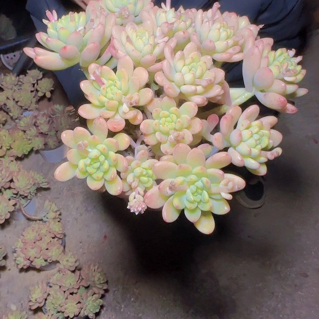 盆栽香格里拉多肉1颗