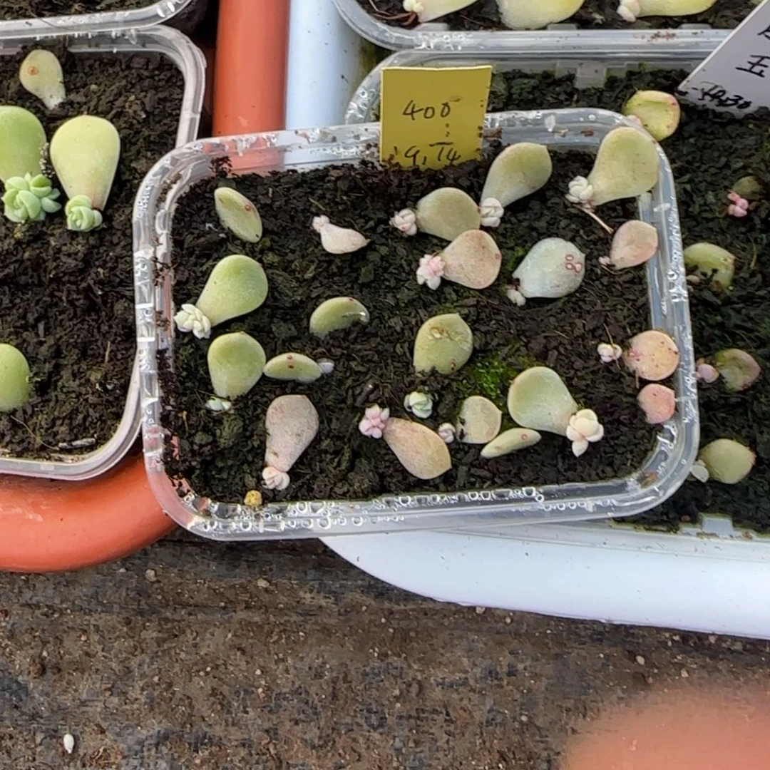 预尘400 芝麻穴一个满25包邮