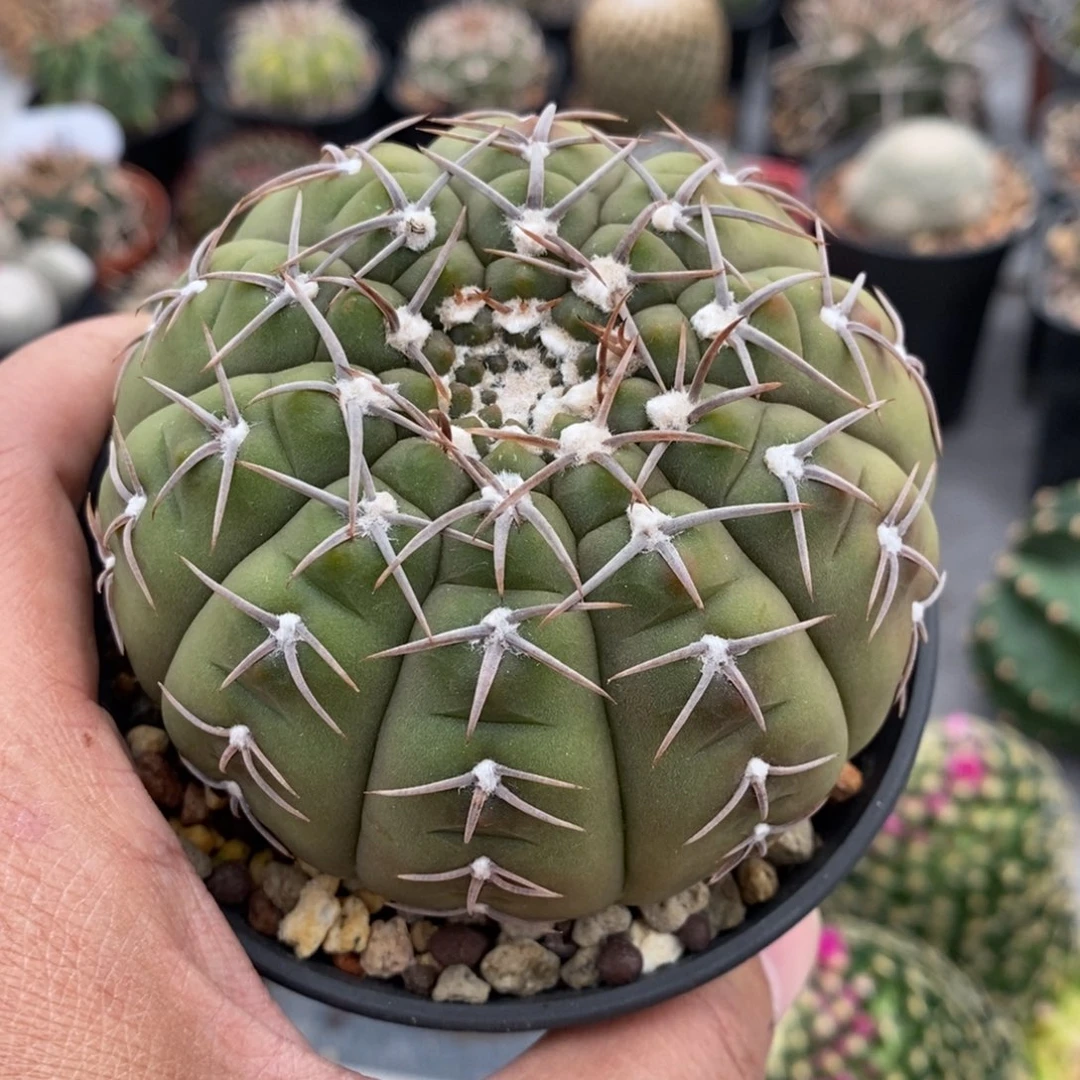 植播园艺113园艺怪龙丸