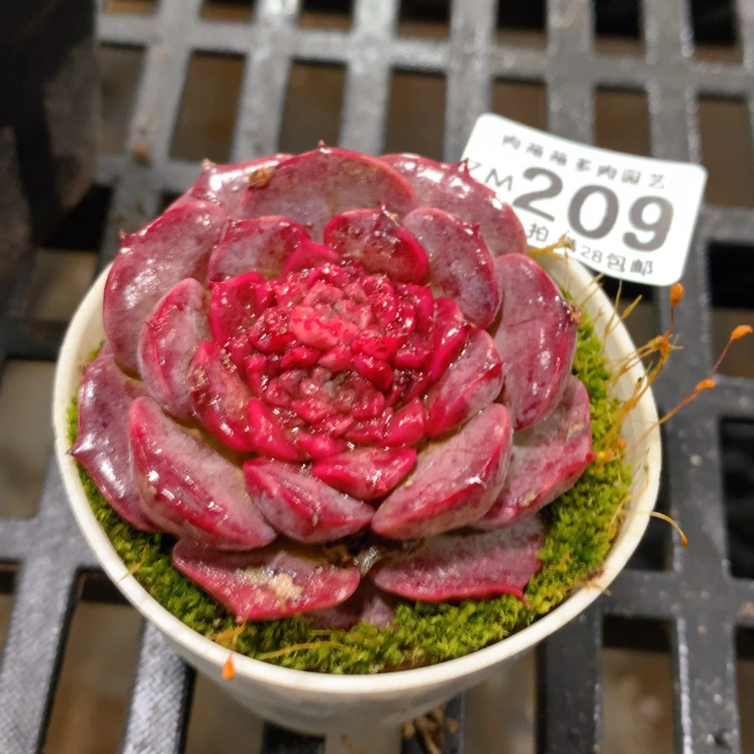 肉萌萌拇指盆精控多肉ZM209