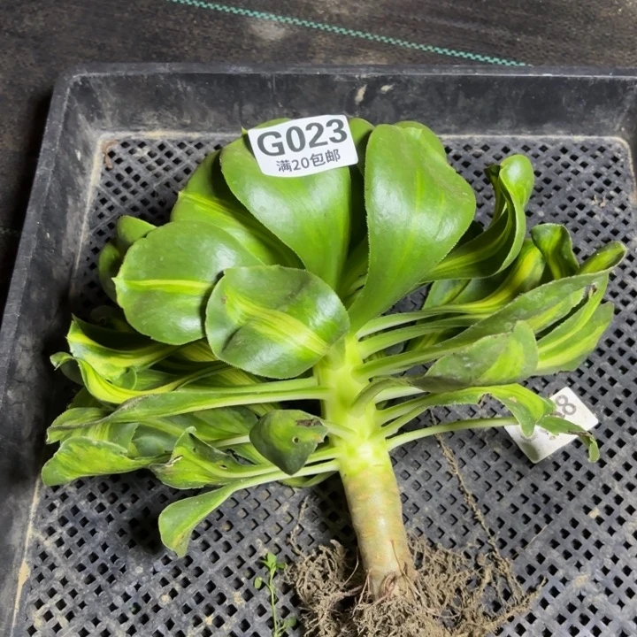 拾*瑞妈一物一拍023