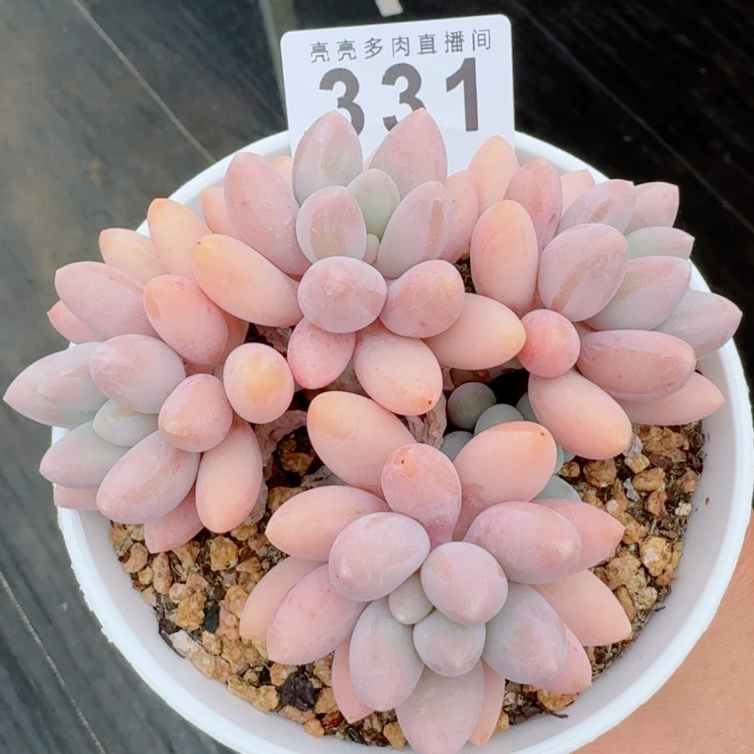 粉色恋人群生        精美多肉植物