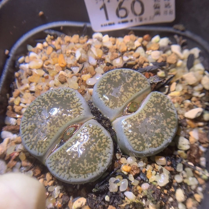 生石花多肉212.160