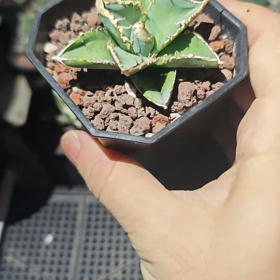 白豪刺仁王冠龙舌兰