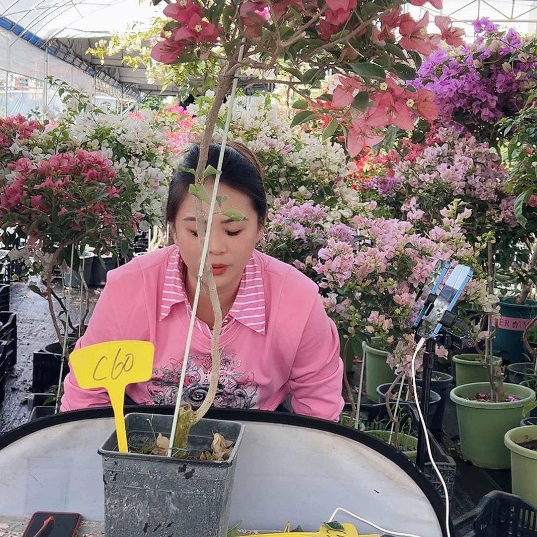 用***9大部分花苞少量开放C60卡雅塔