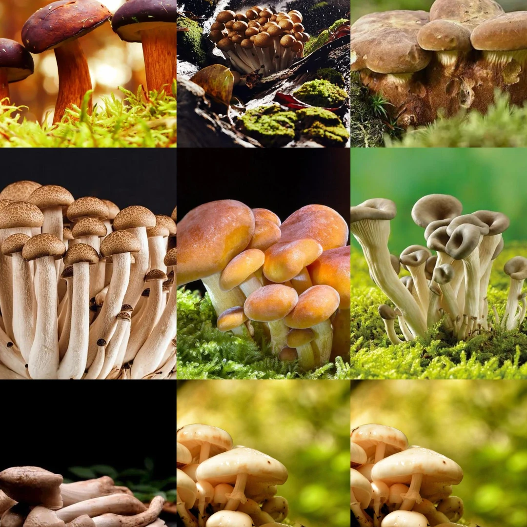 A 【客-服-链-接】净含量：1g【小英现收】