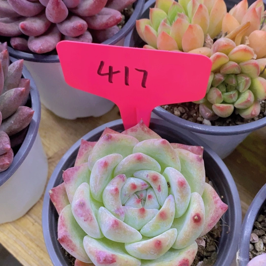 马年见，来日方长，一单包邮