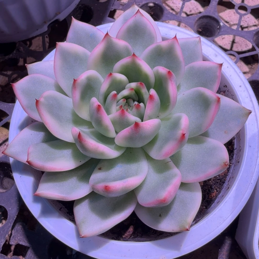 壮壮锦腹欧你锦一刻的
