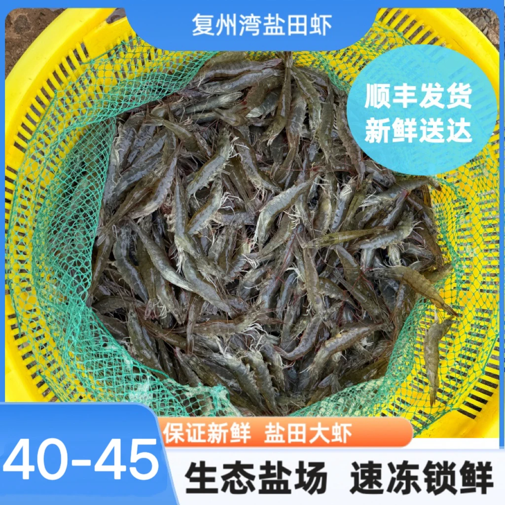 【净重三斤】正宗大连复州湾盐田虾40-50顺丰发货  保鲜不保活