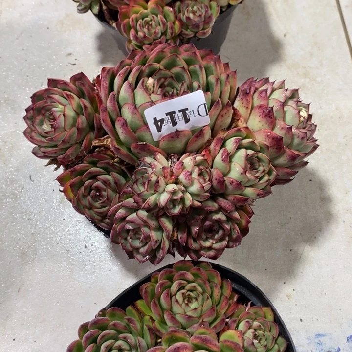 x***n114萤火虫杂多肉植物