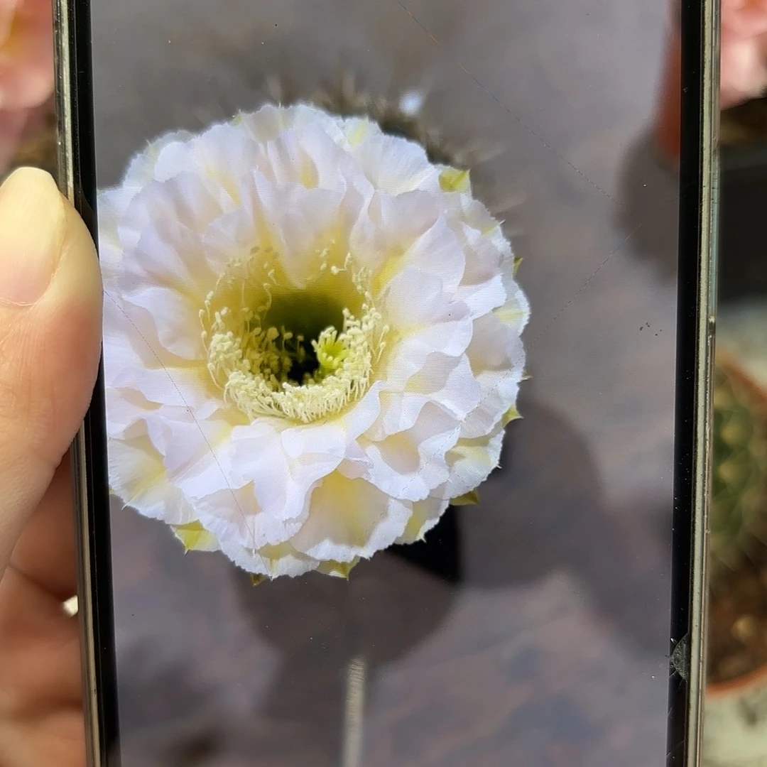 彩草蛋糕6公分左右