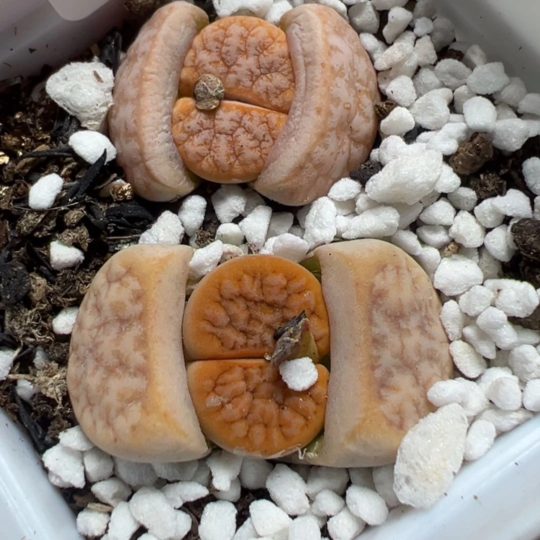 【闪购商品】775……