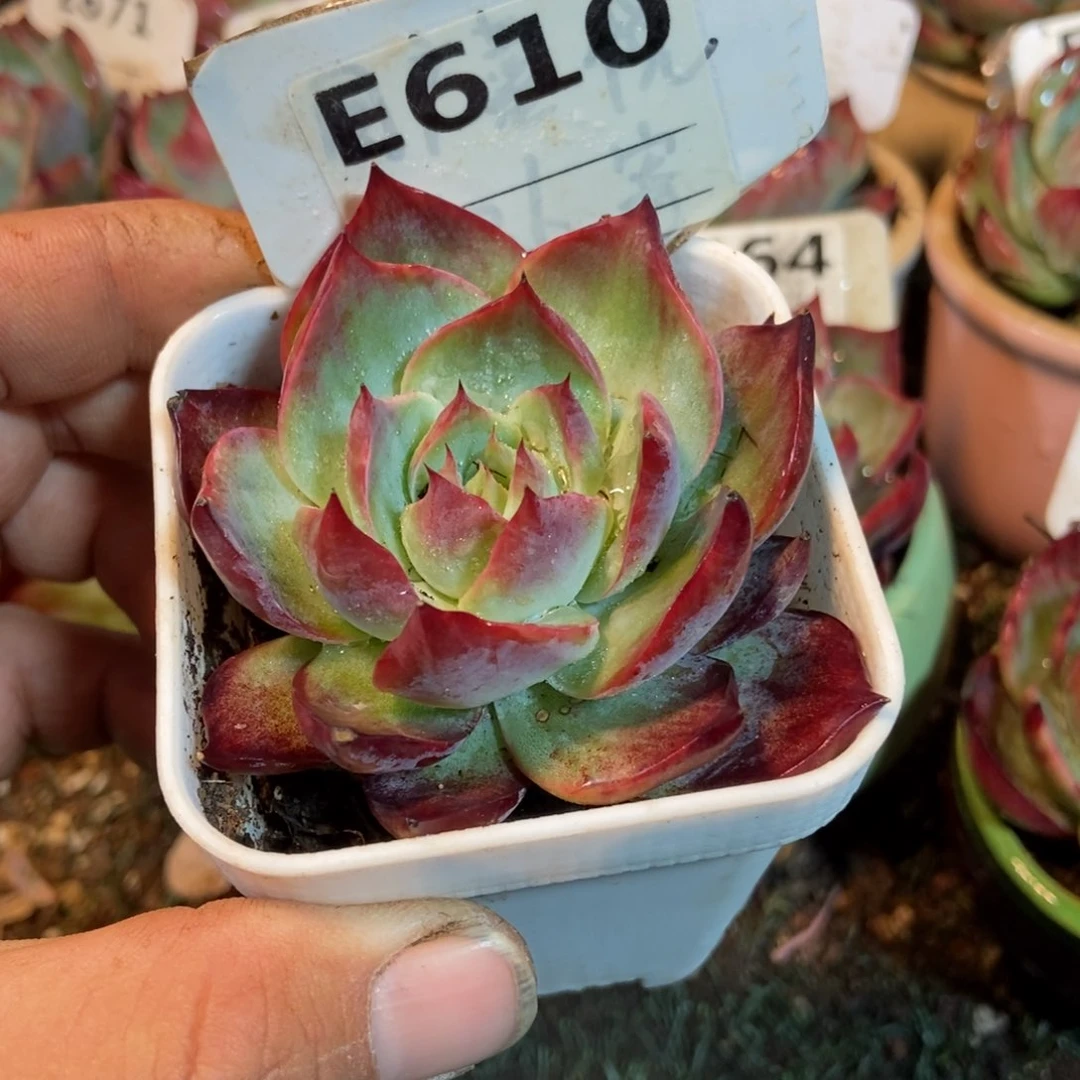 惊鸿一瞥610号楼多肉