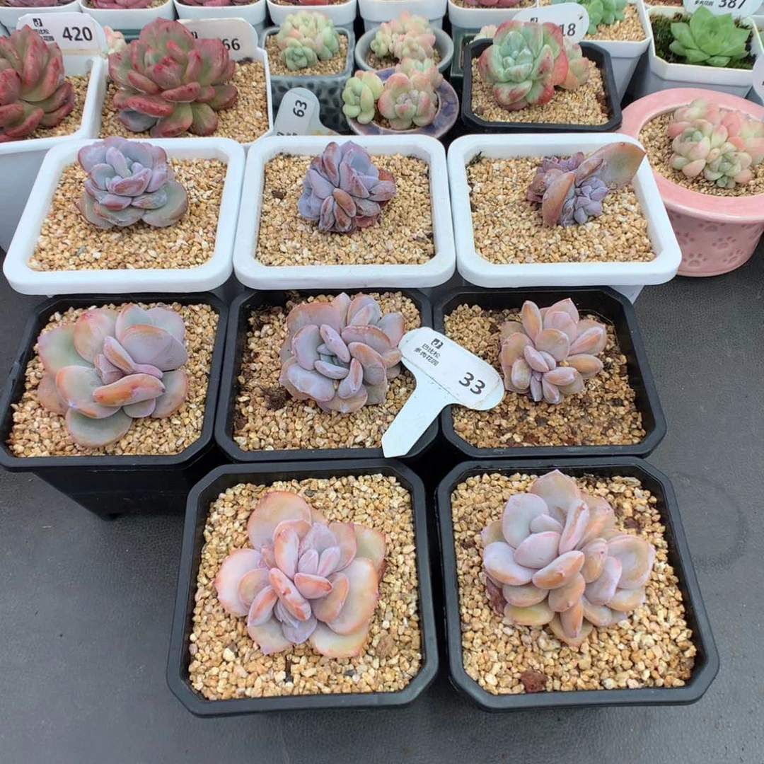 心*33 奶茶一组多肉