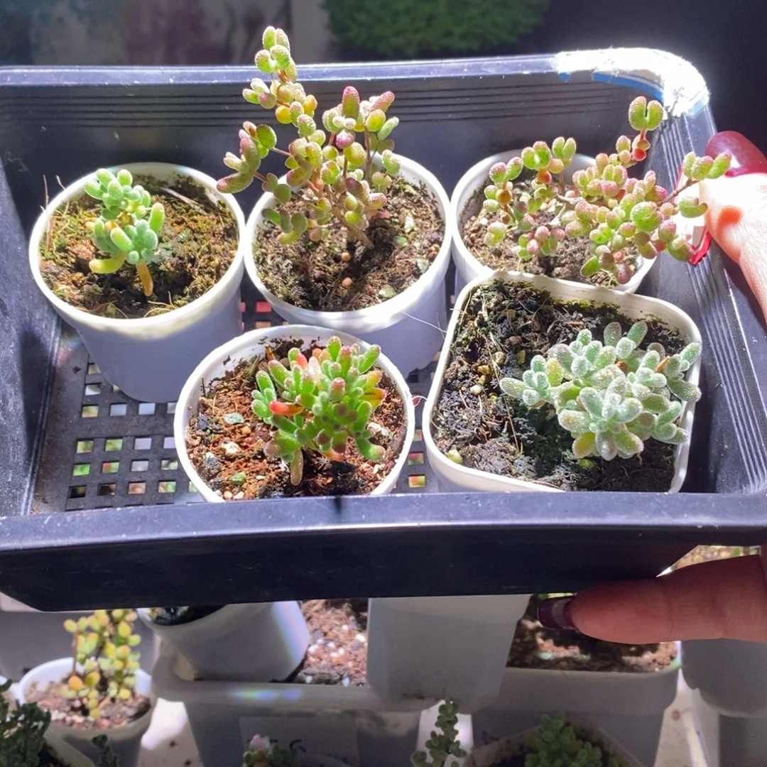 嚭****～福利款带盆土发货一物一拍