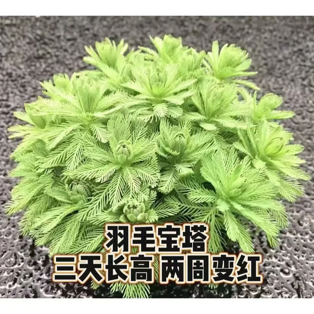 羽毛宝塔坨草水草 好养活