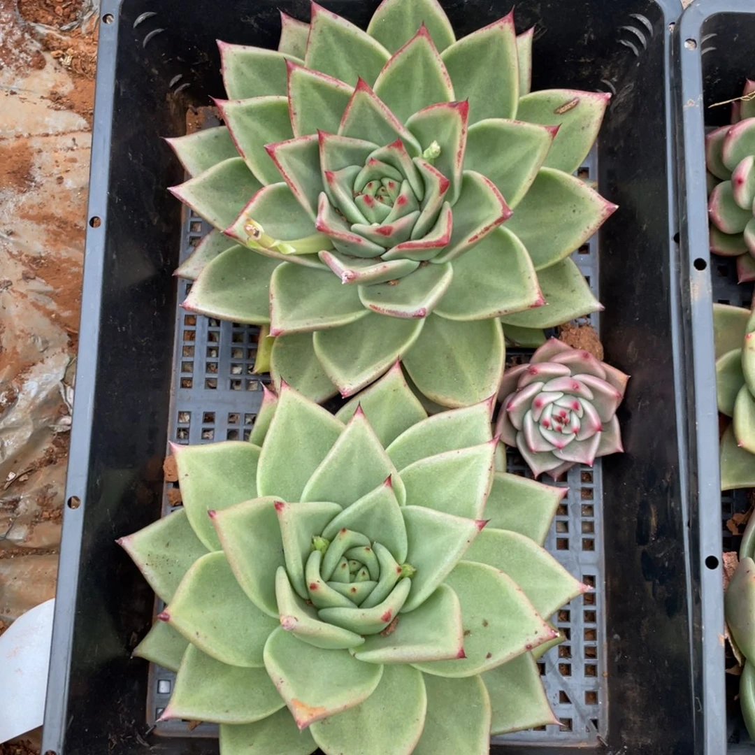 无花朵若如东云组拍E128