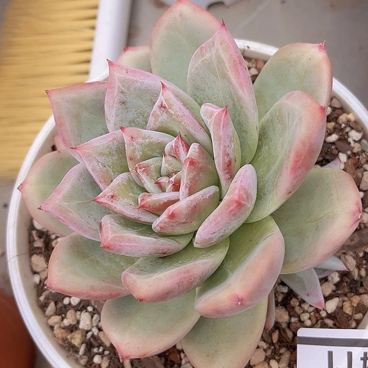 祖母绿1411多肉植物