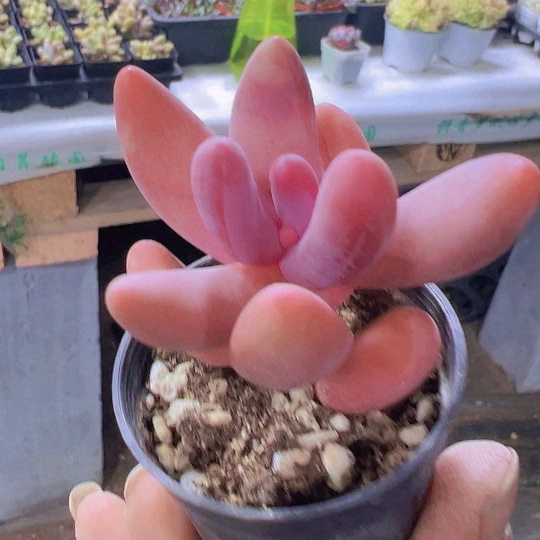 红手指19包邮多肉