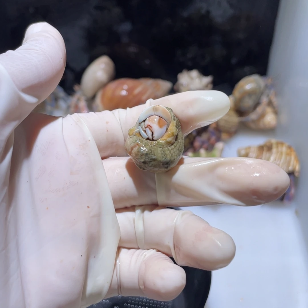 V15 轨专拍紫陆第二只